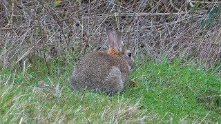 Waterworks and Hackney Marshes  London  Fox Rabbits and Birds February 2019 [upl. by Rolecnahc]