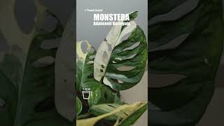 Monsteras Adansonii Mint Obliqua Peru Adansonii Variegata  Монстеры Минт Перу Вариегата [upl. by Abigael377]