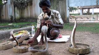 Snake charmer in Kochi India [upl. by Aroz343]