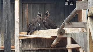 A pair of Cinereous vultures [upl. by Naie]