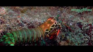 Peacock Mantis Shrimp Odontodactylus scyllarus [upl. by Ahsikar]