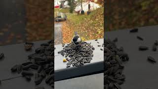 Beautiful Fly Up chickadee birds animals cute adorable picky birdwatching [upl. by Carpet]