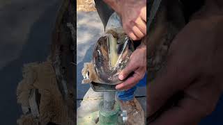 horse animalwelfare asmr farriersoftiktok horseshoe farrier satisfying hoof care [upl. by Tomasz]