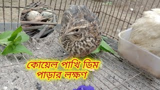 কোয়েল পাখি ডিম পাড়ার লক্ষণ  koel pakhi dim parar lokkhon [upl. by Rodama338]