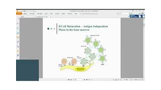 Immunology Lecture Series 30 B cell maturation and activation Part 1 [upl. by Yssej]