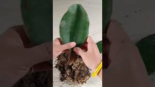 Growing sansevieria longiflorawhale fin sansevieriabest indoor plantSansevieria propagation [upl. by Adriano928]