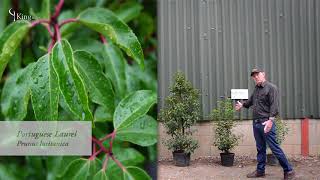 Laurel Hedge Information and Advice about Cherry Laurel and Portuguese Laurel [upl. by Notpmah859]