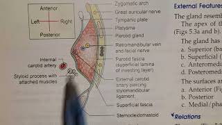 Parotid Region  Parotid Gland  location capsule [upl. by Ahgiela]