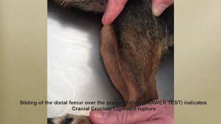 cranial cruciate ligament rupture dog [upl. by New]