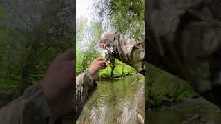 Dry fly fish catchandrelease flyfishingonly fishing flyfishingvibes trout flyfishinglife [upl. by Leesen86]