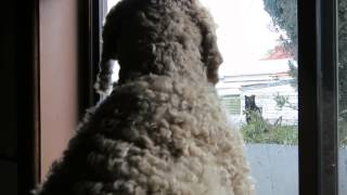 Archie cockapoospoodle dog at window barking at a cat forever  AUSTRALIA [upl. by Kreitman210]