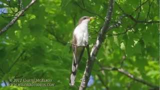 Yellowbilled Cuckoo [upl. by Asilana]