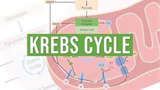 The Krebs Cycle  Molecular and Cell Biology [upl. by Eniron420]