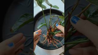 white fungus attack black anthurium has to save d plant so deep clean the roots with baking soda [upl. by Earl]