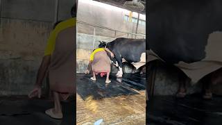 Workers Fix The Giant cow Mats After Cleaning The Farm Every Day  Cattle Farming 2024 [upl. by Radferd]