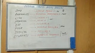 External Carotid Artery Branches Mnemonic [upl. by Eedak]