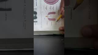 EMBRYOLOGICAL Development of UROGENITAL SYSTEM part 1 DEVELOPMENT OF KIDNEY Part 1 of 2 [upl. by Gaspard]