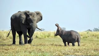 Baby Elephants vs Baby Hippos [upl. by Tabbi]