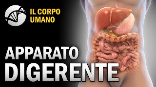 Apparato Digerente  Il Corpo Umano [upl. by Darb]