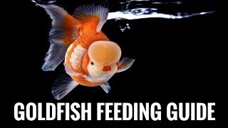 Goldfish Feeding Guide How to feed Goldfish Goldfish food Best Food for Goldfish fancy Goldfish [upl. by Ilatfan775]