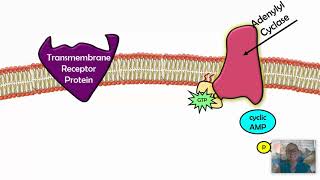 Signal Transduction Pathways AP Biology 42 [upl. by Jary661]