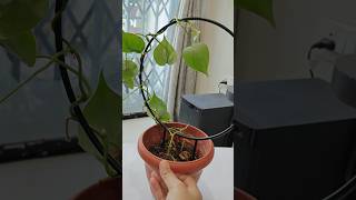 circular trellis for indoor plants climber gardentips trellis [upl. by Asfah202]