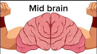 Mid Brain  Full detail  Medical 🏥  parts of brain  Friendology [upl. by Hizar]