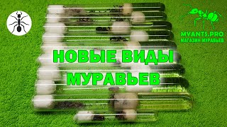 Обзор новых видов муравьев [upl. by Jobe928]