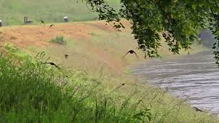 Many beautiful swallows in flight by a river  very beautiful birds in flight [upl. by Gasperoni23]