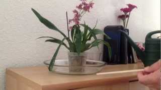 Watering orchids in sphagnum moss [upl. by Landmeier]