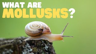 What Are Mollusks  Learn all about these land and sea dwellers [upl. by Vyner]