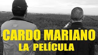 Cardo mariano para qúe sirve cómo limpiar el hígado y silimarina [upl. by Nivag]