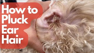 HOW TO PLUCK DOG EAR HAIR [upl. by Giulietta]