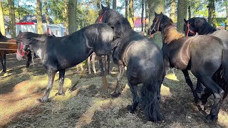 Zuidlaardermarkt Pferdemarkt Paardenmarkt in Holland 17102023 [upl. by Allianora211]