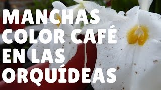 ¿Por qué salen manchas de color café a las flores de las orquídeas  Orquiplanet [upl. by Gabby520]