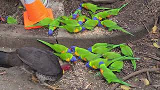 Lots of lorikeets And a brush turkey or two [upl. by Alton]