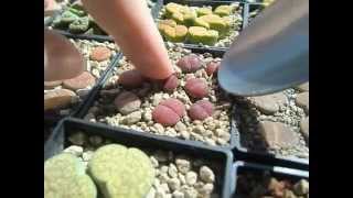 Transplanting Lithops in pumice substrate [upl. by Nilo]