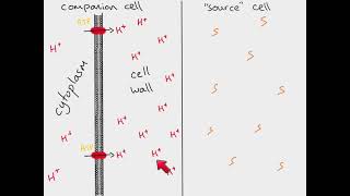 AS Biology  Translocation [upl. by Yeslah978]