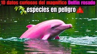 “¿por qué el delfín rosado se encuentra en peligro de extinción” [upl. by Atniuq]