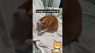 Orange Cat Life shorts cat feline izzymon funny pets catlife orangecat trending omg 123 [upl. by Waldman]