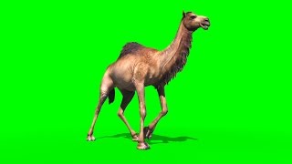 Green Screen Camel Dromedary Animals  Footage PixelBoom [upl. by Itsirc]