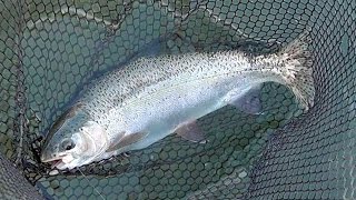 Feather River Steelhead with Pro Guide Kevin Brock [upl. by Ricardama325]