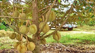 WOW Amazing Agriculture Technology  Durian [upl. by Gil]