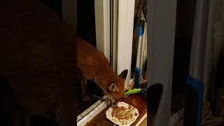 🐦 pigeon 🦊 fox feeding time nature food wildlife [upl. by Efron]