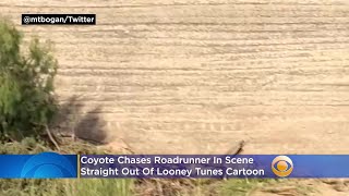 Coyote Chases Roadrunner In Scene Straight Out Of Looney Tunes Cartoon [upl. by Tiffany779]