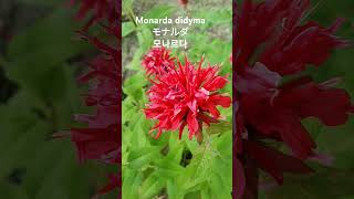 Monarda didyma L베르가못 꽃말quot감수성이 풍부해요quot ベルガモットタイマツバナ松明花Bergamotモナルダ ディディマ 꽃이름 Flower name 花の名前 [upl. by Allix]