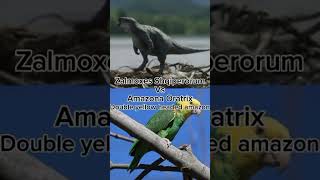 Zalmoxes vs double yellow headed amazonthasimkutty4507 zalmoxes amazonparrots [upl. by Serle]