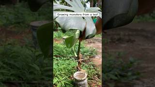 How to grow monstera deliciosa from cutting monstera water propagation results [upl. by Llerrat138]