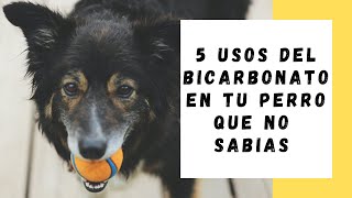 5 Usos del bicarbonato de sodio en tu perro que NO Sabías [upl. by Noelyn]