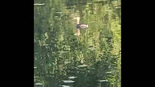 PiedBilled Grebe [upl. by Kiyoshi]